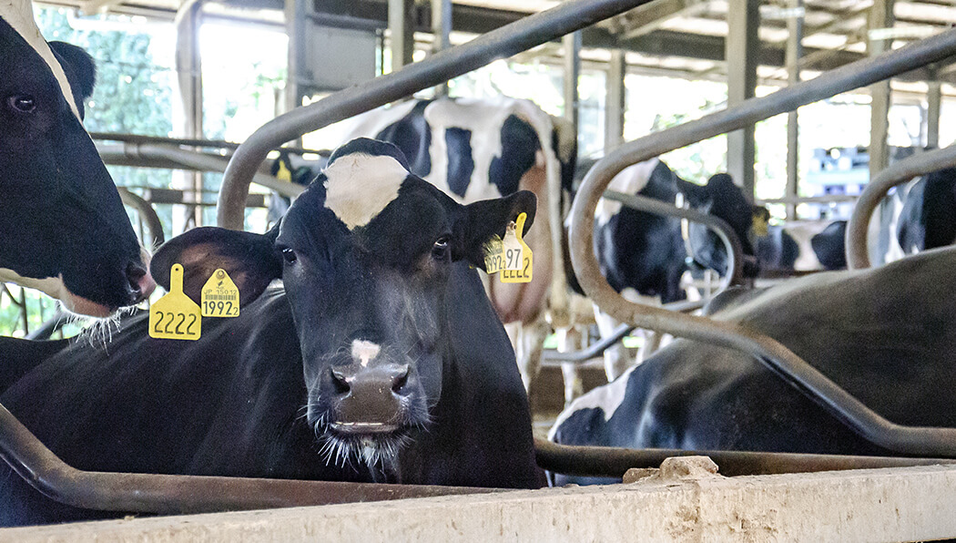 フリーバーン式の牛舎で過ごす乳牛